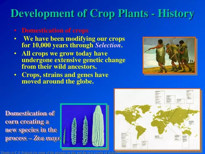 development of crop plants history
