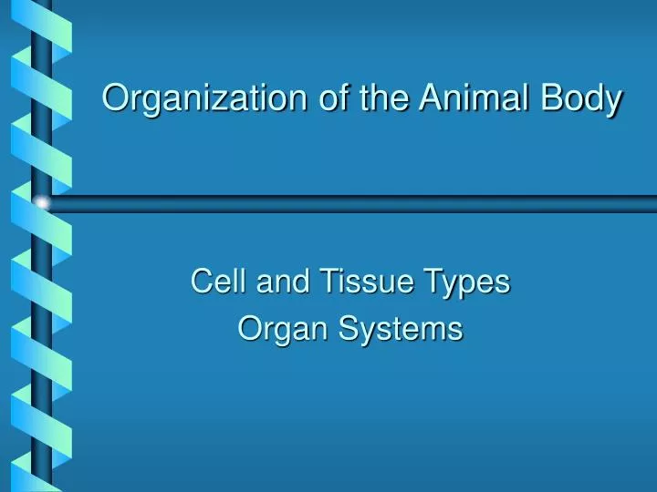 organization of the animal body