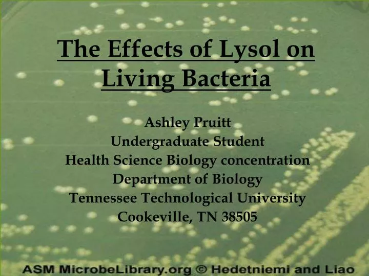the effects of lysol on living bacteria