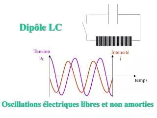 dip le lc