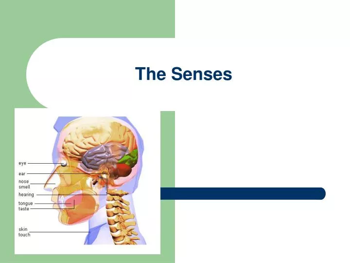 the senses