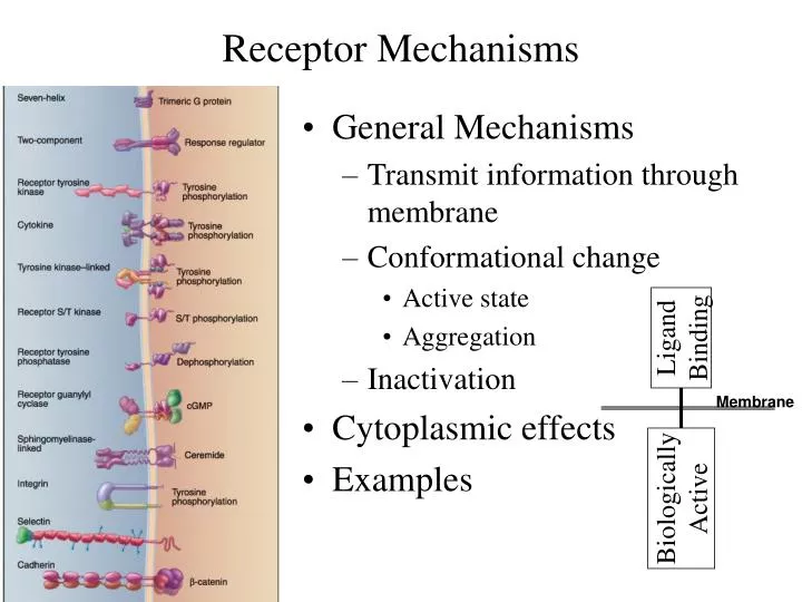 receptor mechanisms