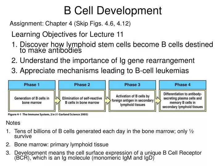 b cell development