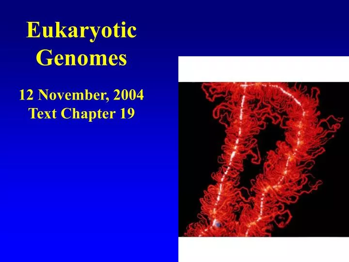 eukaryotic genomes 12 november 2004 text chapter 19