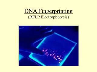 DNA Fingerprinting (RFLP Electrophoresis)