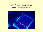 DNA Fingerprinting (RFLP Electrophoresis) - slide 1