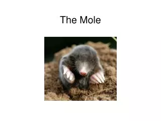 The Mole