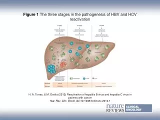 Figure 1 The three stages in the pathogenesis of HBV and HCV reactivation