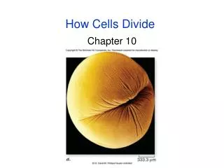 How Cells Divide