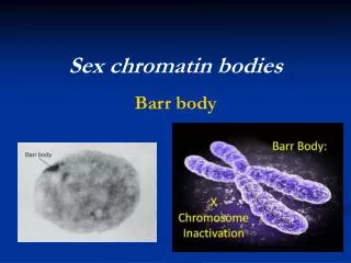 Sex chromatin bodies Barr body