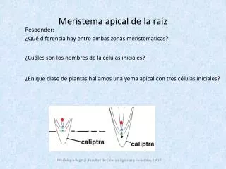 meristema apical de la ra z