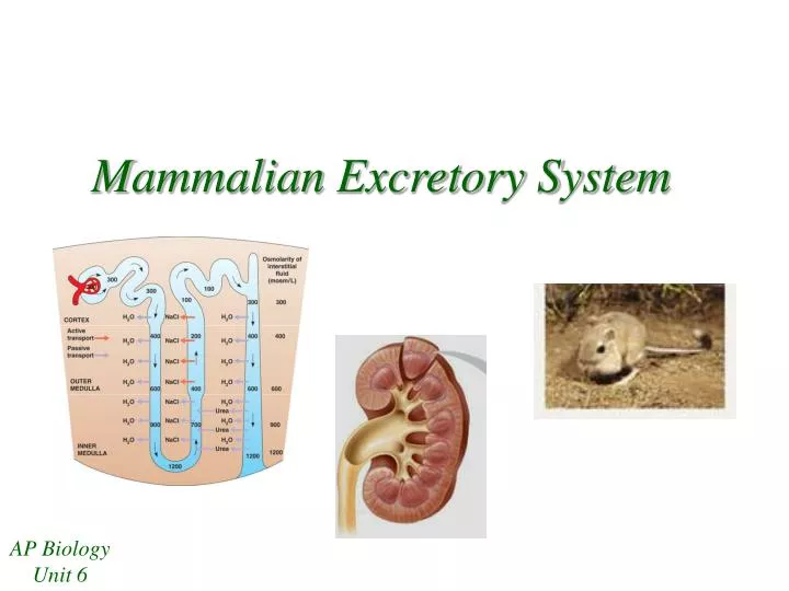 mammalian excretory system