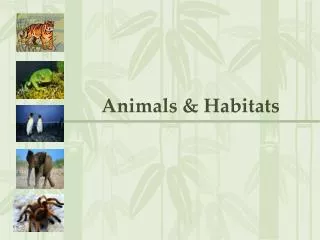 Animals &amp; Habitats