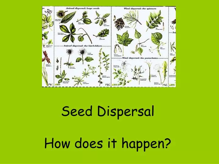 seed dispersal how does it happen