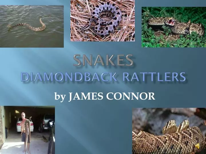 snakes diamondback rattlers