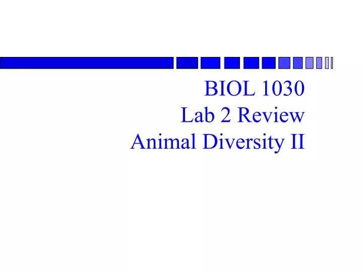 biol 1030 lab 2 review animal diversity ii