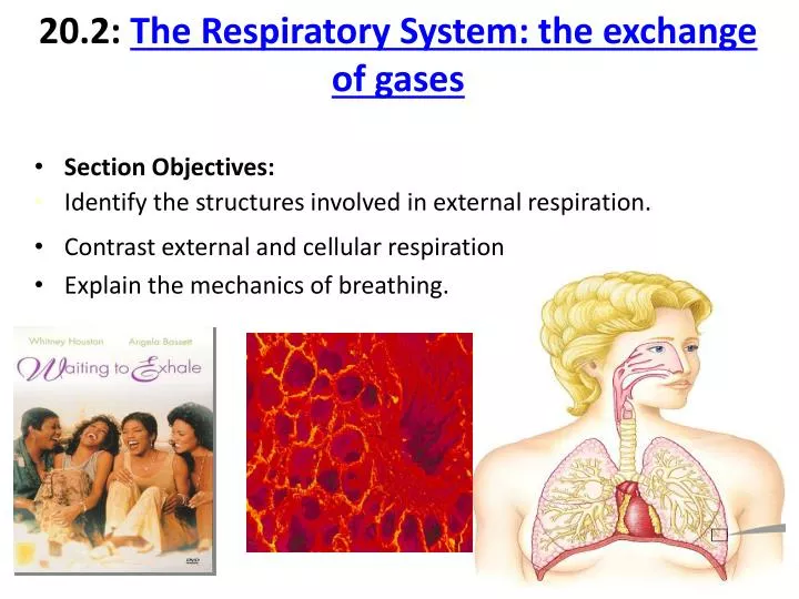 20 2 the respiratory system the exchange of gases