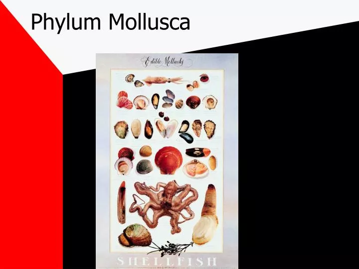 phylum mollusca