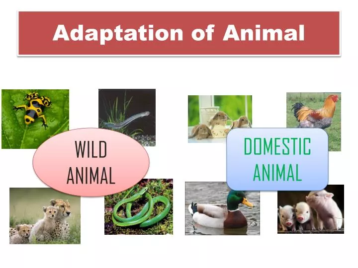 adaptation of animal