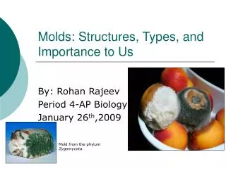 Molds: Structures, Types, and Importance to Us