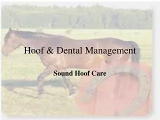 Hoof &amp; Dental Management