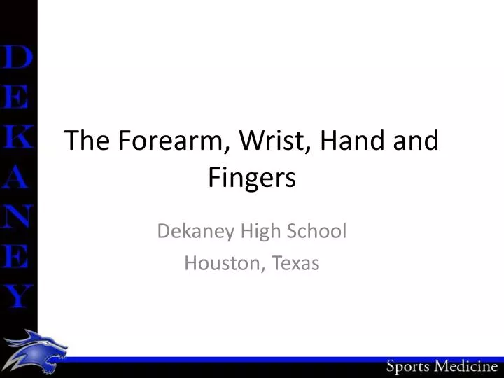 the forearm wrist hand and fingers