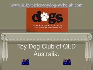 silkyterrier-toydog-webclub
