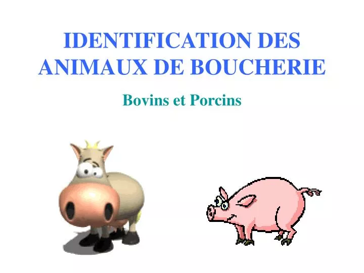 identification des animaux de boucherie