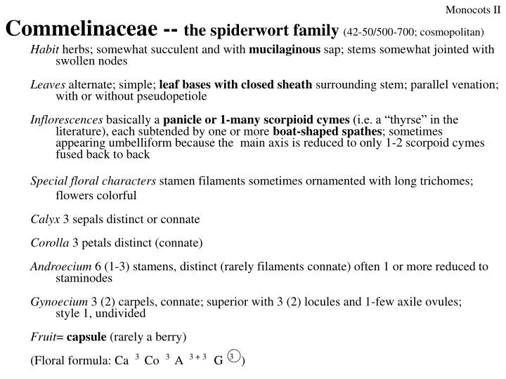 commelinaceae the spiderwort family 42 50 500 700 cosmopolitan