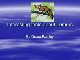 Interesting facts about Lemurs