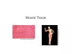 Comprehensive Guide to Muscle Tissue: Structure, Functions, and Types - slide 1
