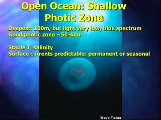 Open Ocean: Shallow Photic Zone