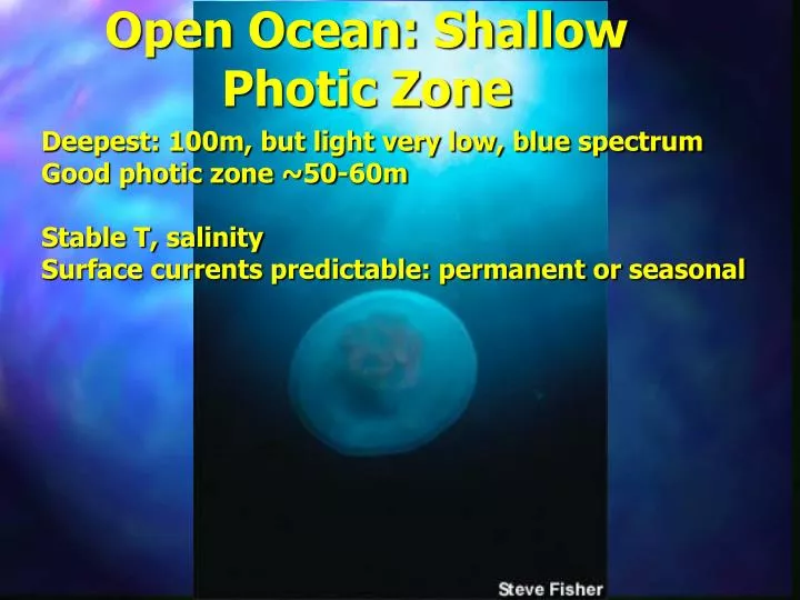 open ocean shallow photic zone