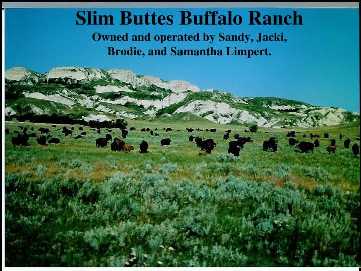 slim buttes buffalo ranch owned and operated by sandy jacki brodie and samantha limpert