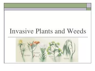 Invasive Plants and Weeds