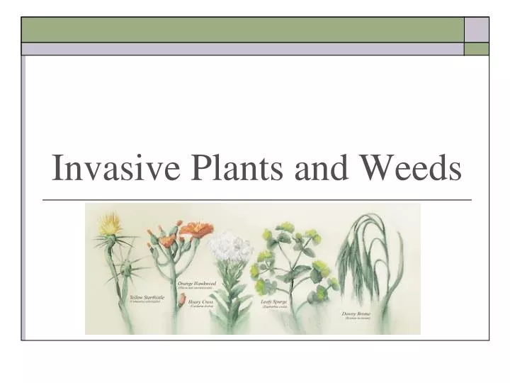 invasive plants and weeds