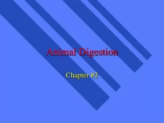 Animal Digestion