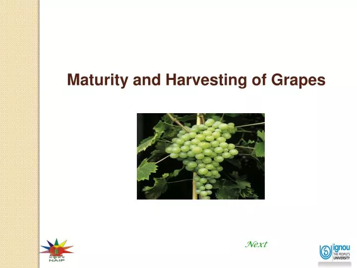 maturity and harvesting of grapes