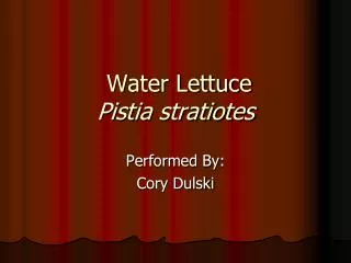 Water Lettuce Pistia stratiotes