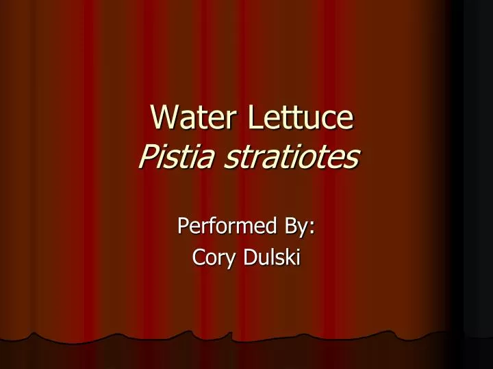 water lettuce pistia stratiotes