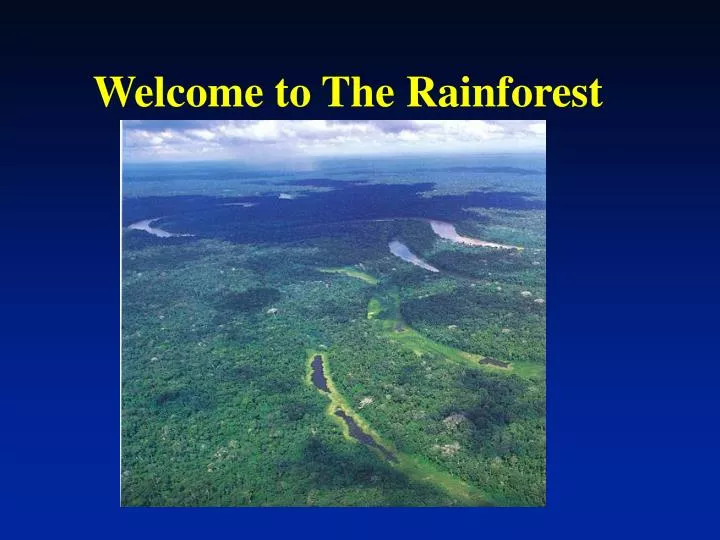 welcome to the rainforest