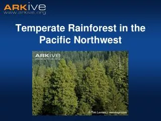 Temperate Rainforest in the Pacific Northwest