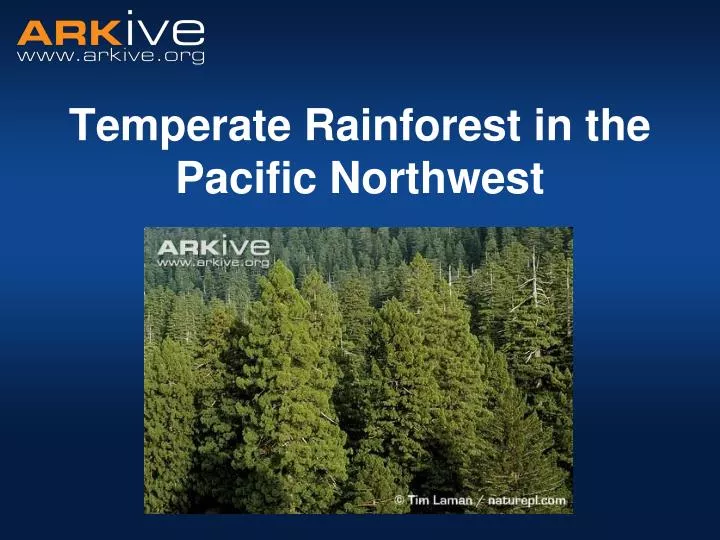 temperate rainforest in the pacific northwest