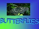 BUTTERFLIES - slide 1