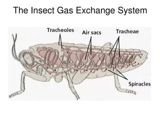 The Insect Gas Exchange System