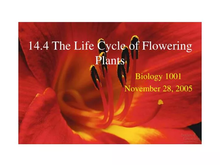 14 4 the life cycle of flowering plants