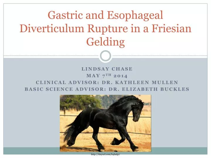 gastric and esophageal diverticulum rupture in a friesian gelding