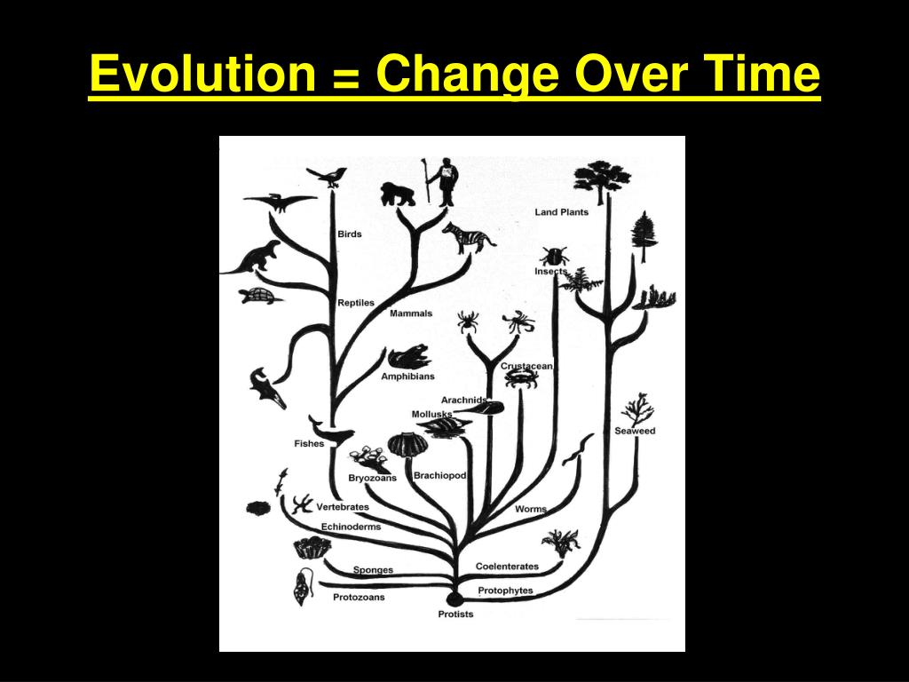 PPT - Evolution = Change Over Time PowerPoint Presentation, free ...