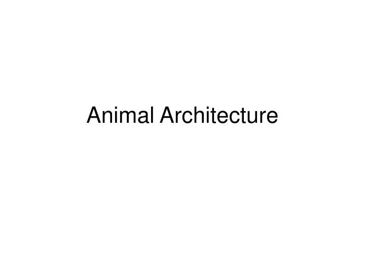 animal architecture