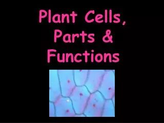 Plant Cells, Parts &amp; Functions